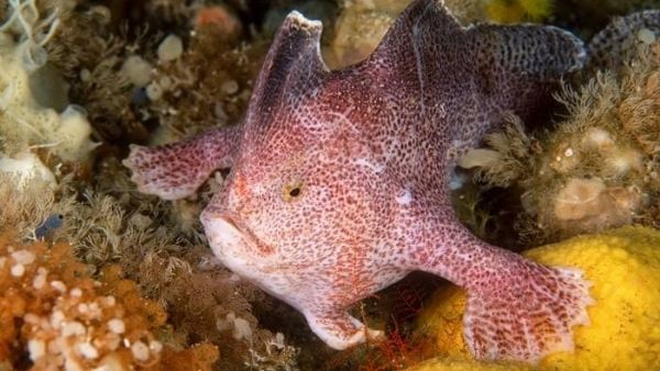 ಸಮುದ್ರದ ಆಳದಲ್ಲಿ ಅಪರೂಪದ ಮೀನು