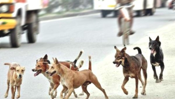 Mumbai Woman Fined Rs 8 Lakh For Feeding Stray Dogs Mumbai Woman Fined Rs 8 Lakh For Feeding Stray Dogs