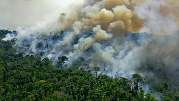 17 ಮಿಲಿಯನ್ ಪ್ರಾಣಿಗಳು ಬಲಿ