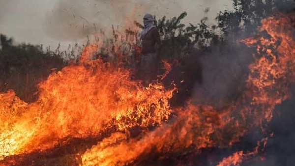 ಕಾಡ್ಗಿಚ್ಚಿಗೆ ಕಾರಣವೇನು?