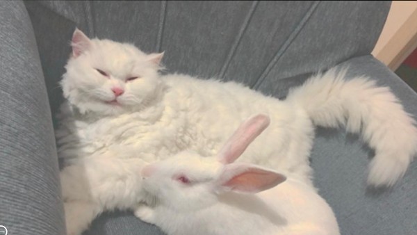 Cat Missing in Bengaluru: Tilak Nagar Police Registered FIR