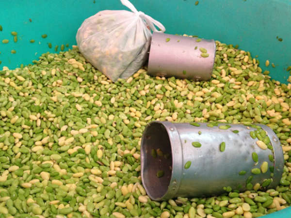 Sankranti Special: How to prepare Indian bean Avarekai Sambar 