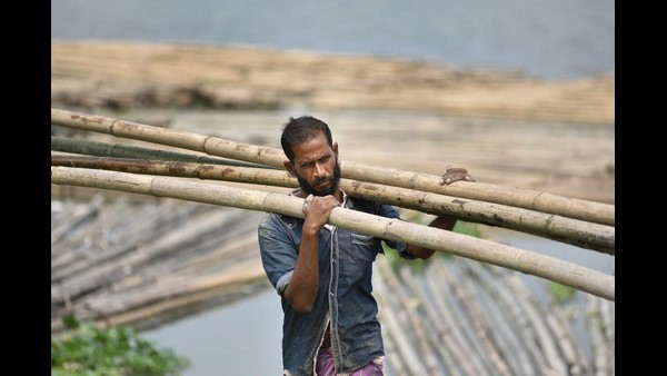 ಬಿದಿರು ಕಾಡು ಸಸ್ಯ ಎಂಬ ವಾದ ಸರಿಯಲ್ಲ 