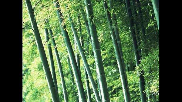 ಹೈಬ್ರೀಡ್ ಬಿದಿರು ಸಸಿಗಳಲ್ಲಿ ಮುಳ್ಳು ತೀರಾ ಕಡಿಮೆ 