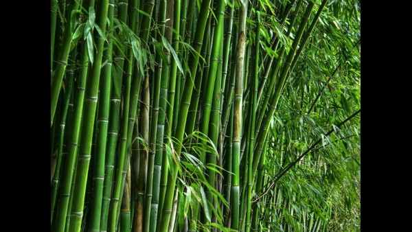 ದೇಶದಲ್ಲಿ ಬಿದಿರು ಬೆಳೆಯುವ ವಿಧಾನ ಹೇಗೆ? 