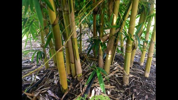 3 ವರ್ಷ ಬಿದಿರು ಬೆಳೆದು 80 ವರ್ಷ ಲಾಭ ಸಂಪಾದಿಸಿ 