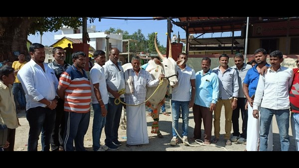 A Chikkamagaluru Farmer Manjunath Bought Rs 8 Lakh Hallikar Ox