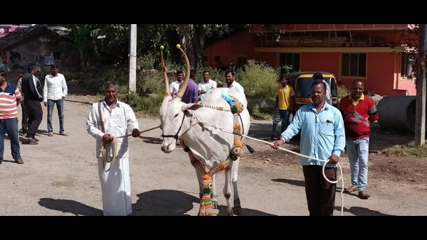 A Chikkamagaluru Farmer Manjunath Bought Rs 8 Lakh Hallikar Ox