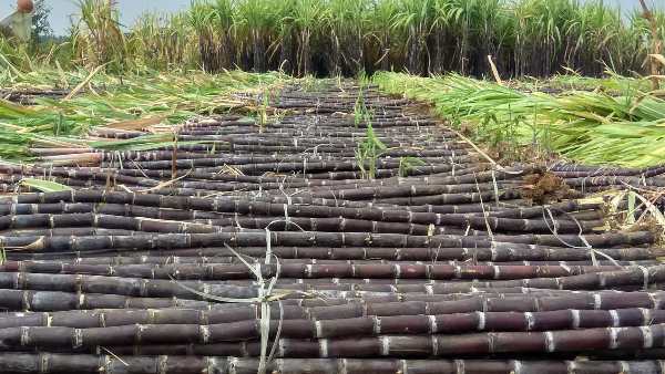 ರಾಮನಗರ ಜಿಲ್ಲೆ ಚನ್ನಪಟ್ಟಣ