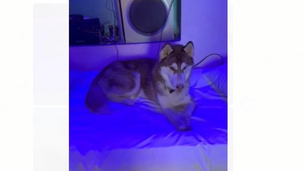 ಶ್ವಾನಕ್ಕಾಗಿ ಪ್ರತ್ಯೇಕ ಮನೆಯಲ್ಲಿ ವಾಸ ಶ್ವಾನಕ್ಕಾಗಿ ಪ್ರತ್ಯೇಕ ಮನೆಯಲ್ಲಿ ವಾಸ