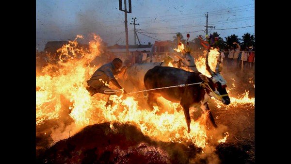 ಸಂಪ್ರದಾಯಗಳ ಜೊತೆಗೆ ಆಚರಿಸಲ್ಪಡುವ ಸಂಕ್ರಾಂತಿ