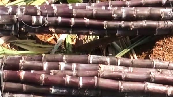 ಹೊಲದಿಂದ ಮಾರುಕಟ್ಟೆಗೆ