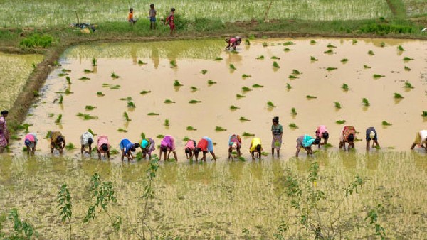  ರೈತರು ತೆರಿಗೆ ಪಾವತಿ ಮಾಡಬೇಕೇ? 