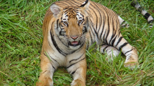 Tiger Sudden Death at Pilikula Biological Park; Anxiety About Other Animals Tiger Sudden Death at Pilikula Biological Park; Anxiety About Other Animals
