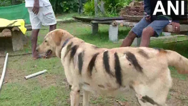 ಯುವಕನ ಹುಟ್ಟುಹಬ್ಬದಂದು ಹಸುವಿನ ಹುಟ್ಟುಹಬ್ಬ ಯುವಕನ ಹುಟ್ಟುಹಬ್ಬದಂದು ಹಸುವಿನ ಹುಟ್ಟುಹಬ್ಬ