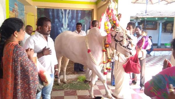  ಕೊಂಬಿನಿಂದ ಅವರನ್ನು ಎಬ್ಬಿಸಿ ದೇವಾಲಯದ ಸರೋವರಕ್ಕೆ ತಳ್ಳಿತು
