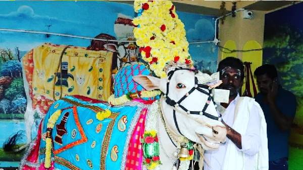  ಅರ್ಚಕರು ನಮ್ಮ ದೇವರ ಬಸವನನ್ನು ನಿಮ್ಮ ಊರಿಗೆ ಕಳುಹಿಸುತ್ತೇವೆ 