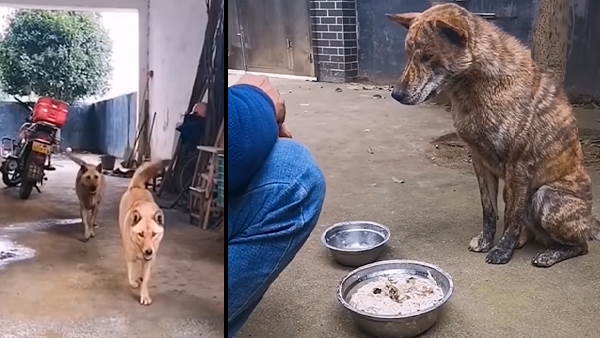 ಪ್ರಾಣಿ ಪ್ರಿಯರಿಗೆ ಖುಷಿ ಕೊಟ್ಟ ವಿಡಿಯೋ