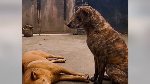 ನಾಯಿಗಳ ಮೇಲೆ ನಾಯಿಗಳಿಗೂ ಪ್ರೀತಿ