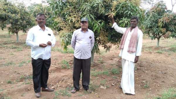 ಮಾವು ಬೆಳೆಗಾರರಿಗೆ ಸಲಹೆಗಳು