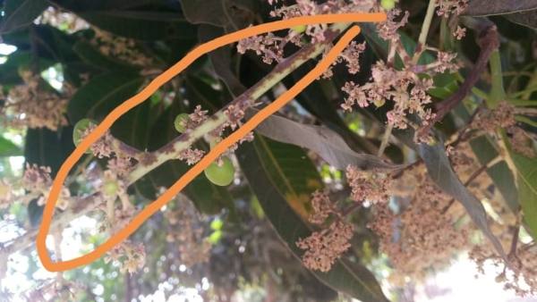 ಶಿಲೀಂದ್ರನಾಶಕ ಸಿಂಪಡಣೆ