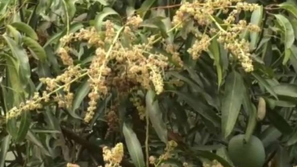 ಮಾವಿನ ಮಿಡಿ ಕಾಣಿಸಬೇಕಿತ್ತು