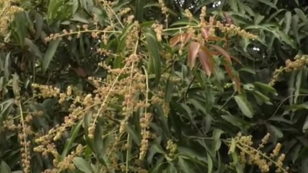 ಶೇ 25 ಇಳುವರಿ ಕುಸಿತದ ಆತಂಕ