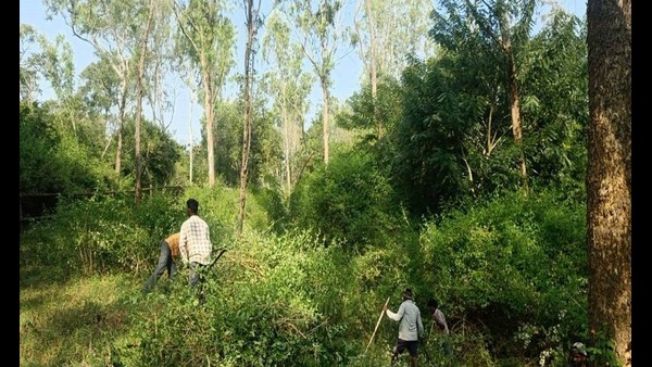 ನಾಗರಹೊಳೆ ಅರಣ್ಯದಲ್ಲಿ 2537 ಕಿ.ಮೀ ಬೆಂಕಿರೇಖೆ ನಾಗರಹೊಳೆ ಅರಣ್ಯದಲ್ಲಿ 2537 ಕಿ.ಮೀ ಬೆಂಕಿರೇಖೆ