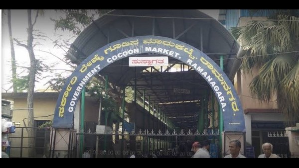 Ramanagara: Silk Farmers Are Happy After Silkworm Price Reaches Record Rs 1043 Per Kg