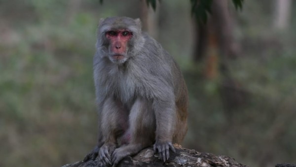 Rhesus Monkey Found In Nagarahole Tiger Reserve 