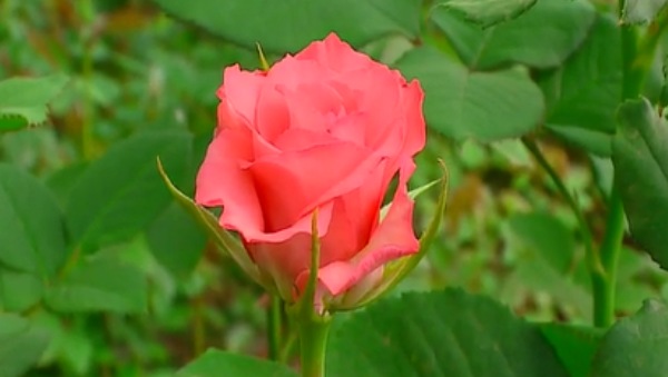 Valentine Day Chikkaballapur Farmer Busy In Rose Farming