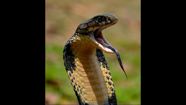 Mangaluru: Snake Catchers to Get ID Card Soon