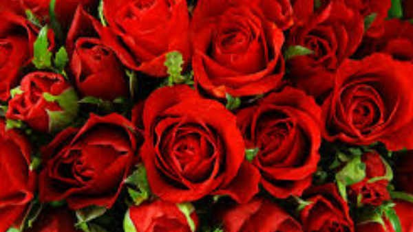 Valentine’s Day 2022: Bengaluru Airport Delivers 5.15 Lakh KG Roses to 25 International & Domestic Destinations Valentine’s Day 2022: Bengaluru Airport Delivers 5.15 Lakh KG Roses to 25 International & Domestic Destinations