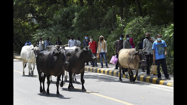  UP: CM Yogi Adityanath promises Rs 900-1,000 to farmers who adopt stray cattle