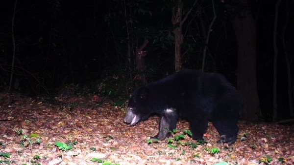 Camera Trapping In Beltangadi Many Animals Found