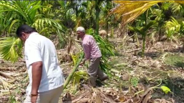 ಅಡಕೆ ತೋಟ ಆನೆಗಳಿಗೆ ಆಹುತಿ