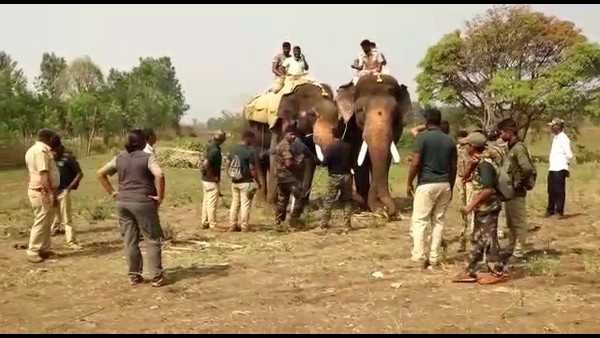 Arjuna and Bheema Elephants Come To Chikkamagaluru To Control A Forest Elephant