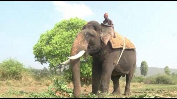 Arjuna and Bheema Elephants Come To Chikkamagaluru To Control A Forest Elephant