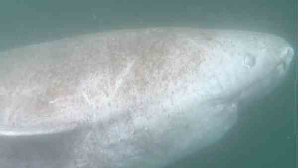 ಗ್ರೀನ್‌ಲ್ಯಾಂಡ್ ಶಾರ್ಕ್ ಎಷ್ಟು ಕಾಲ ಬದುಕುತ್ತೆ? 