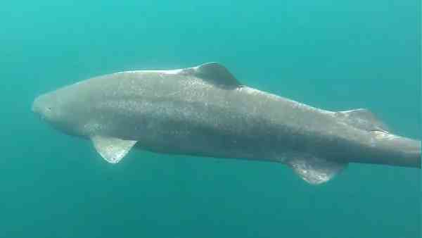 ವಿಶ್ವದ ಅತಿದೊಡ್ಡ ಪರಭಕ್ಷಕ ಶಾರ್ಕ್ 