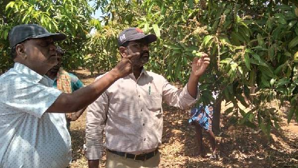 Officials Visits Mango Farm Suggestion To Farmers To Protect Crop 