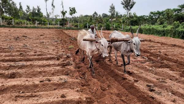 ರೈತರ ಕೈಹಿಡಿಯುತ್ತಾರಾ?