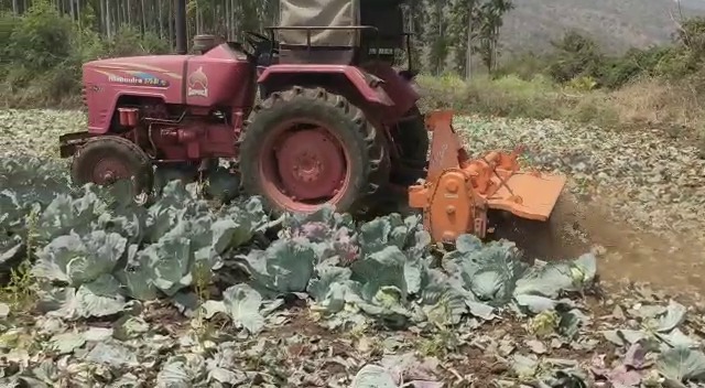 Not Getting Good Price Farmer Destroys Cauliflower Crop 