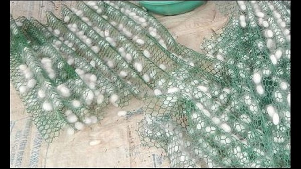  ರೇಷ್ಮೆ ಕೃಷಿಗೆ ಸಹಕಾರಿಯಾದ ನರೇಗಾ