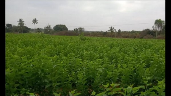  ಮರಳುತ್ತಾ ರೇಷ್ಮೆಯ ವೈಭವ