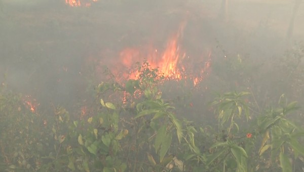 ಹೊಸ ಹುಲ್ಲು ಪ್ರಾಣಿಗಳಿಗೆ ಆಹಾರವಾಗುತ್ತದೆ