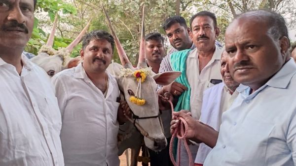 ಹಳ್ಳಿಕಾರ್ ತಳಿಯ ಎತ್ತುಗಳು