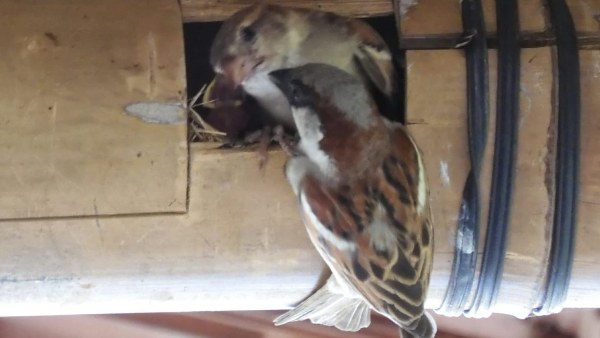 ಗುಬ್ಬಚ್ಚಿಗಳಿಗೆ ಮಾರಕವಾದ ಮೊಬೈಲ್ ತರಂಗ