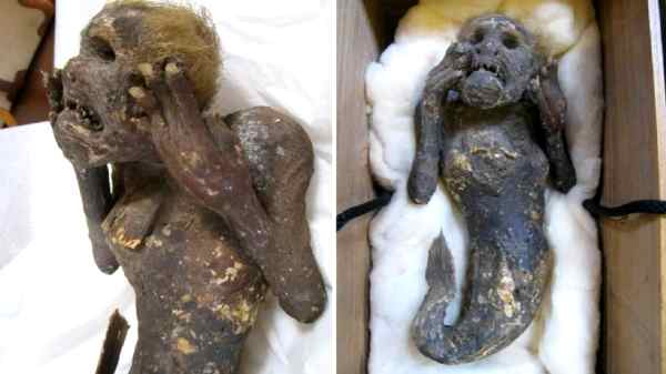 ಕುಟುಂಬದ ನಿಧಿಯಾಗಿ ಸಂರಕ್ಷಿಸಲ್ಪಟ್ಟ ಮತ್ಸ್ಯಕನ್ಯೆಯ ದೇಹ