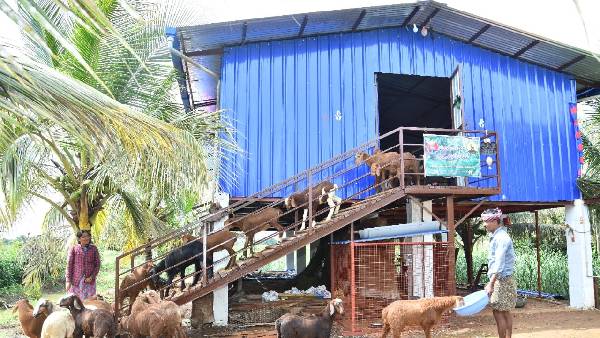 NAREGA Scheme Helps Young Farmer For Sheep Farming 